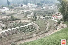 荣县铁厂镇：结合自身地域优势特点 做强“茶旅融合”文章图片