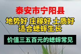 果然视频丨泰安宁阳：适合蟋蟀生长，价值三五百元的蟋蟀常见图片