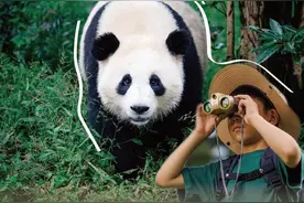 探秘大熊猫的“快乐老家”｜这个暑假，“十万个为什么”喊你一起走进国家公园图片