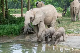 世界大象日，清远长隆非洲象家族“新成员”热闹庆满月！图片