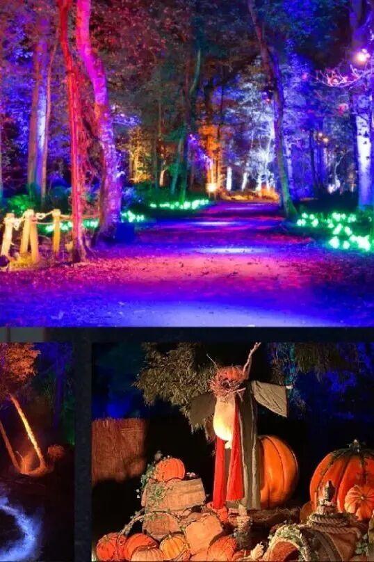 哈迷集合！全国首家“哈利·波特：禁林体验”门票免费送