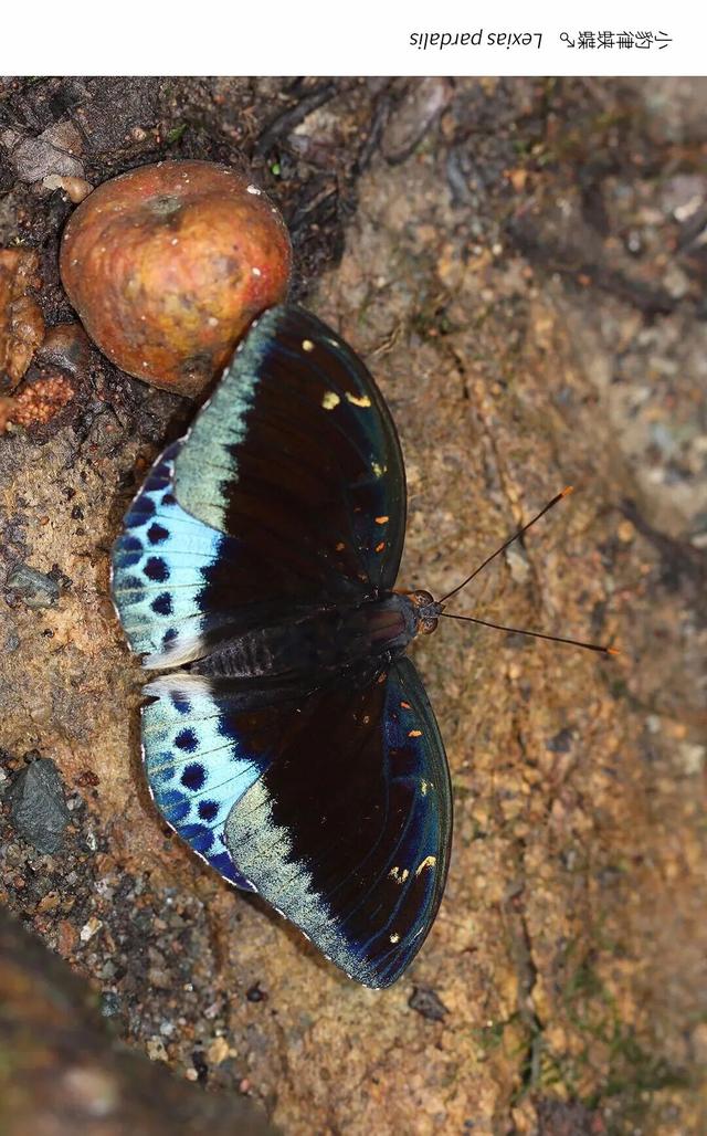 欢迎来到疯狂动物城·罗湖分城