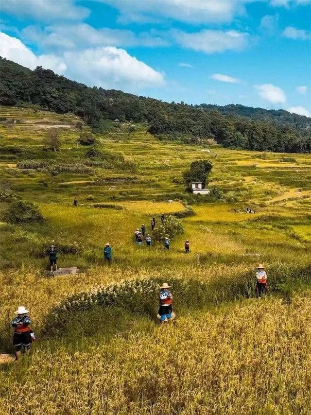 旅居红河 畅享四季丨秋日，与周笔畅共赴一场千年梯田的丰收之约