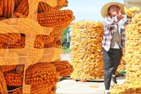 “丰”收在哪里？图片