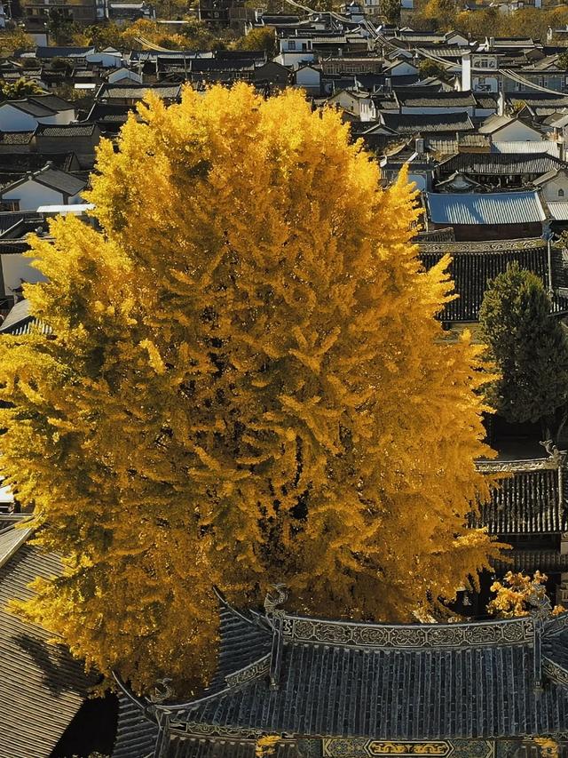 网友不建议推广？来大理，给你“镀层金”