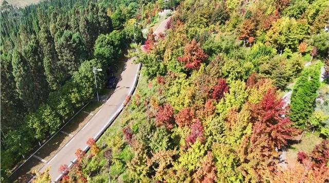 昆明迎来最美赏枫季 打卡攻略奉上