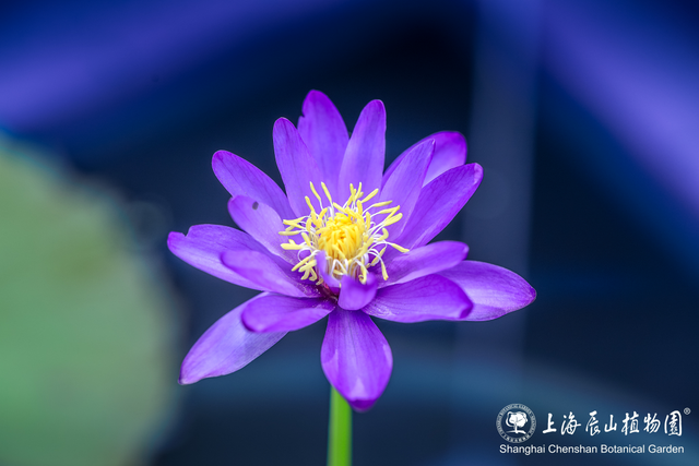 上万株睡莲惊艳绽放！还有萌娃坐王莲限时活动，解锁夏日专属快乐→