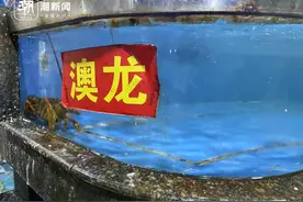 杭州乡厨忙到飞起，门面菜澳龙一夜断货，涨到600元一斤图片