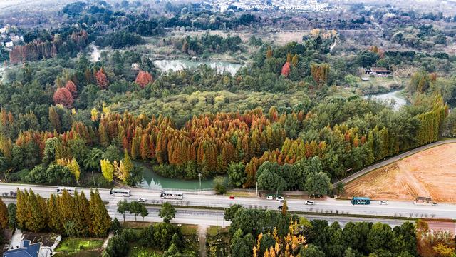C视觉︱成都这片“水上森林”美到窒息 错过再等一年
