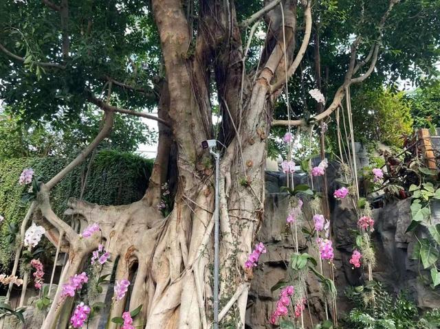 超适合冬日遛娃，北京室内“热带雨林”攻略请收好