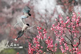 江苏扬州：鸟语花香春意浓图片