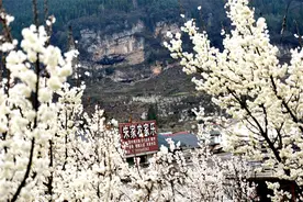 钟山区：“樱玉梅”花开映春光 城乡旅游焕新颜图片