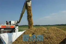 初秋，济南黄河大米飘香早图片