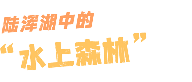 快出门！这些全是洛阳冬日限定！