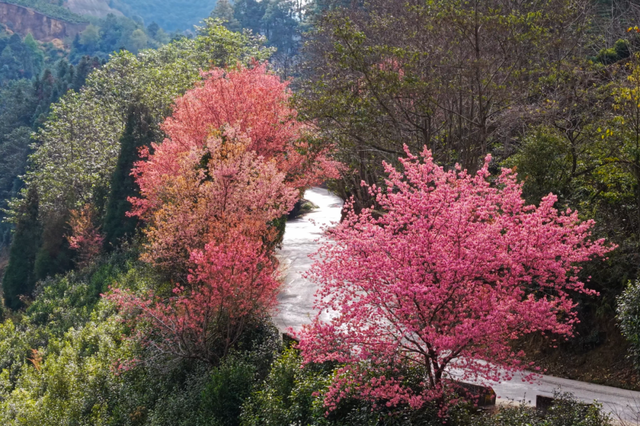 粉樱缀溪谷！临翔赏樱正当时