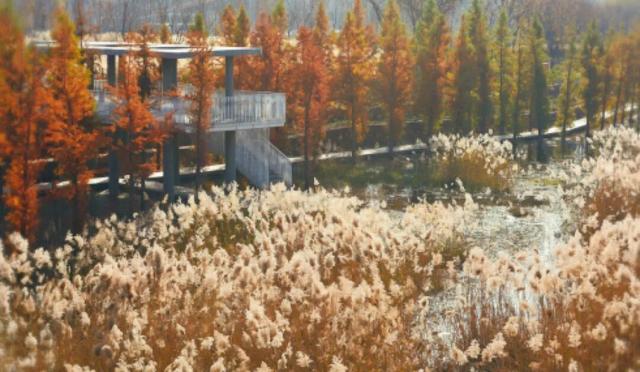 谁还没冲？郑州 “莫奈花园” 上新！