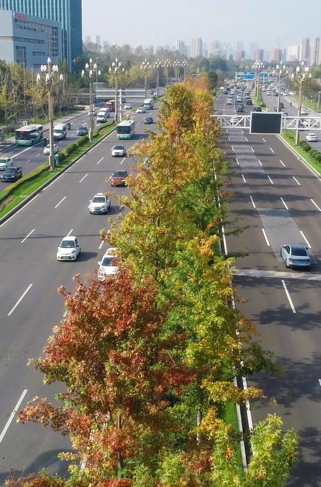 错过真的要等一年！光谷赏秋红橙黄橘绿正当时！