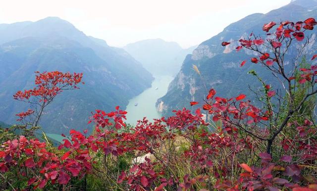 巫山：红叶漫山待客来