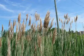 诗经中的蒹葭是什么？图片