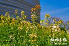 福州花海公园彩色油菜花盛开图片