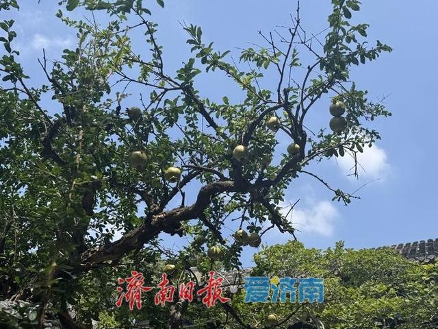 一年四季 泉在济南丨万竹园石榴院内百年古树挂果丰 秋日景致引客来