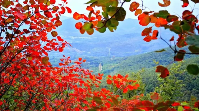 嵩山红叶预告，第一波惊艳正在上线！