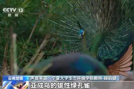 美好生活在云南｜蹲守6天，摄影师拍摄到大量珍稀绿孔雀图片