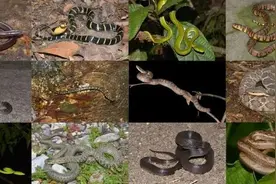 蛇为啥会把四肢进化没了？图片