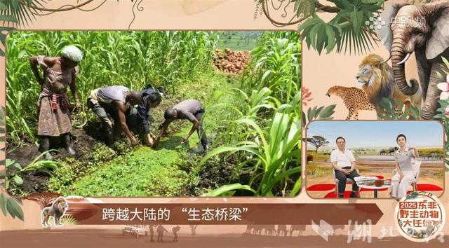 武汉专家参与东非草原年度动物迁徙“大片”