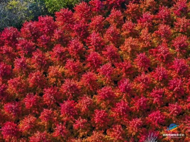 莱西市第十届红枫嘉年华正式拉开帷幕！