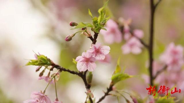 好鲜！衡山将大量上市，你最爱哪一味？