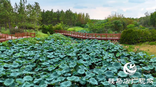 天中湿地植物园：从污水净化到诗意栖居 勾勒生态新图景