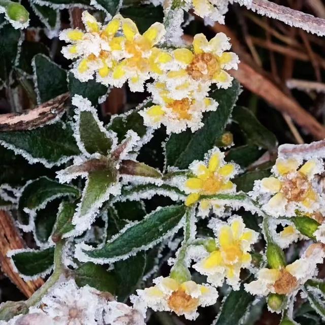 桂林永福惊现“玉树琼花”！雾凇限定美景，藏着冬日最治愈的魔法