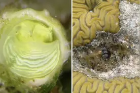 科学家在佛罗里达群岛发现黄绿色蜗牛 颜色酷似玛格丽塔酒图片