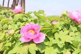 26种7万多株牡丹盛开，上海湾区牡丹节邀客下乡踏青赏花图片
