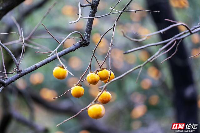 秋游时刻丨这颗甜柿，为什么让整个村子变成了诗？