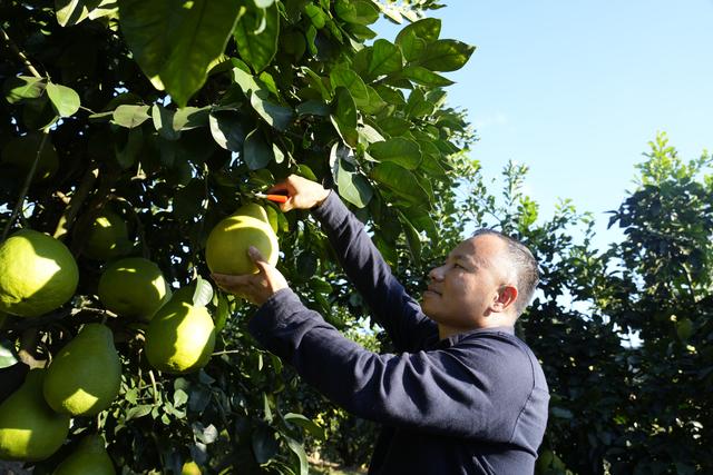 第1视点｜乡村振兴路 金柚正飘香