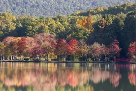 路边树上掉了大米花？千万别捡来乱吃！图片