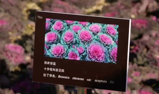 景山公园上线“新皮肤”，市民走近一看：这菜我吃过