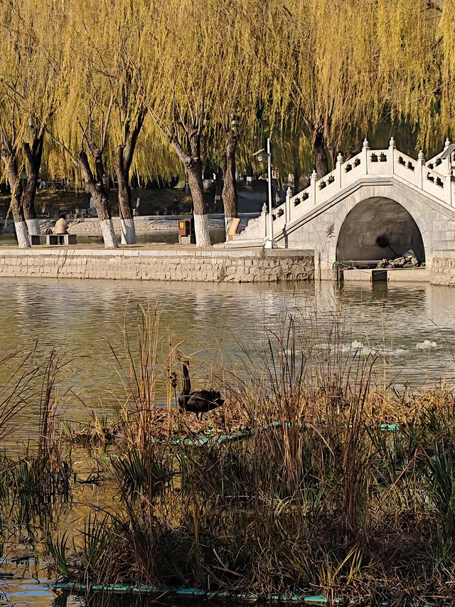北京农展馆后湖，何以引来百鸟嬉？现场探秘——