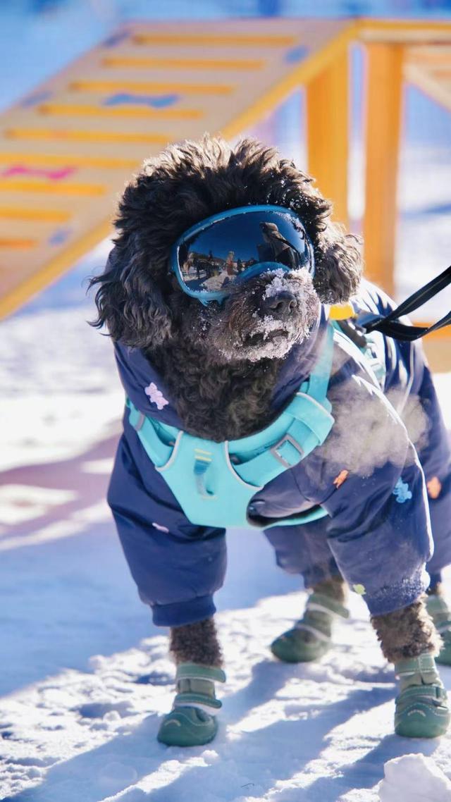 追求速度亦不忘慢生活 张家口将打造全国最大户外亲子娱雪乐园