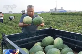 西瓜为什么这么甜？这得问河南→图片