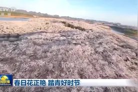 惊艳绽放！贵安樱花美上央视《新闻联播》图片