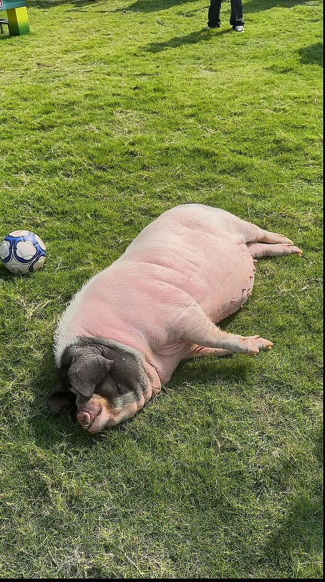 全猪宴吃起来！湘潭自驾这么玩