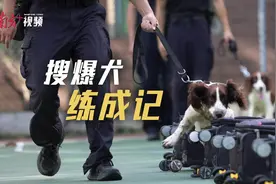 又快，又准！搜爆“汪汪队”是这样练成的图片