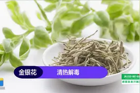 缓解银屑病初期症状的代茶饮图片