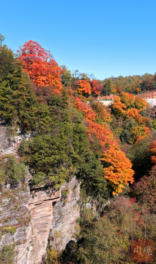 组图 | 是时候啦！旺苍彩林有“亿点点”美