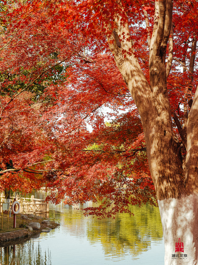 红红红红！红“枫”了！