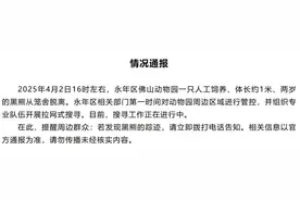 邯郸一动物园黑熊出逃超24小时尚未找到，林业局已成立工作组，搜寻工作正在进行图片