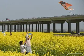 湿地“铺金”春意浓图片